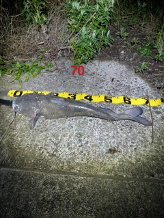 アメリカナマズの釣果