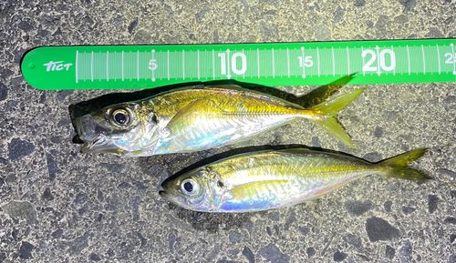 アジの釣果