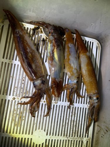 スルメイカの釣果