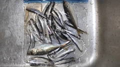 カタクチイワシの釣果