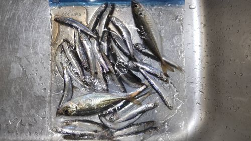 カタクチイワシの釣果