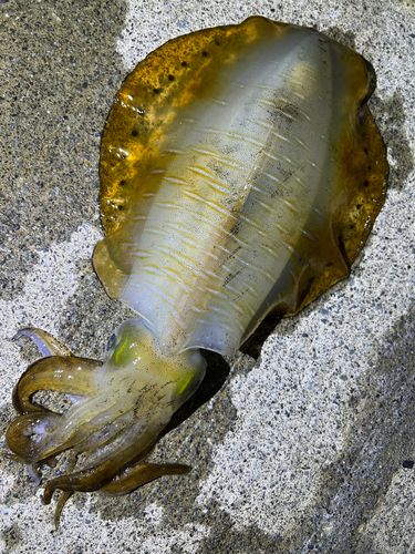 アオリイカの釣果