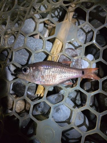 クロホシイシモチの釣果