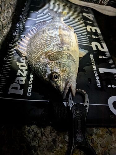 キビレの釣果