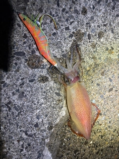 アカイカの釣果