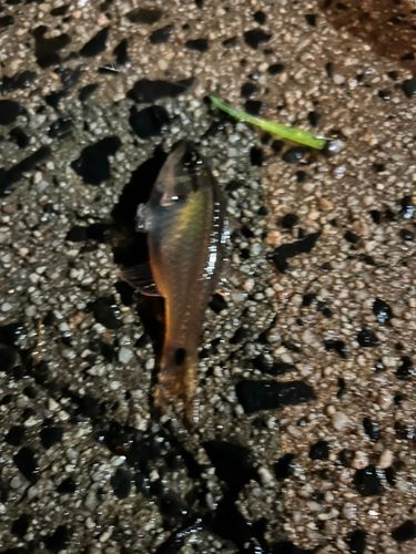 ネンブツダイの釣果
