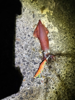 アカイカの釣果