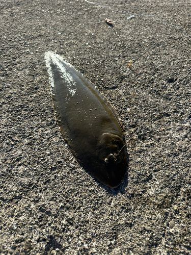 シタビラメの釣果