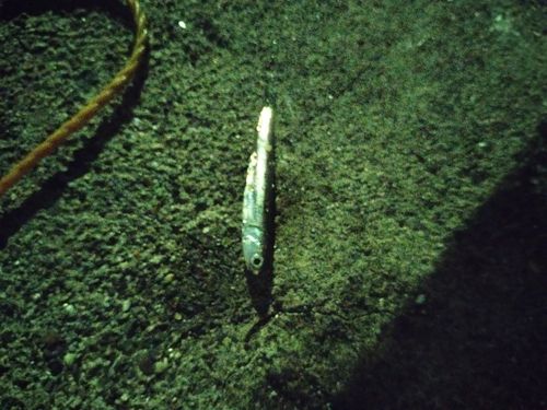 カタクチイワシの釣果