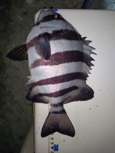 イシダイの釣果