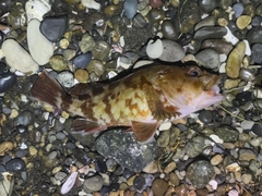 カサゴの釣果