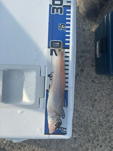 キスの釣果