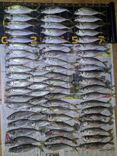 アジの釣果