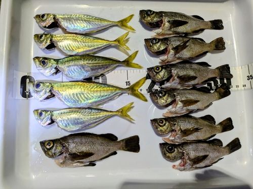 アジの釣果