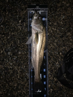 マルスズキの釣果