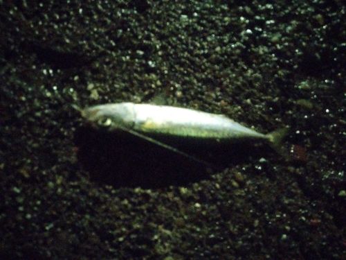 サバの釣果