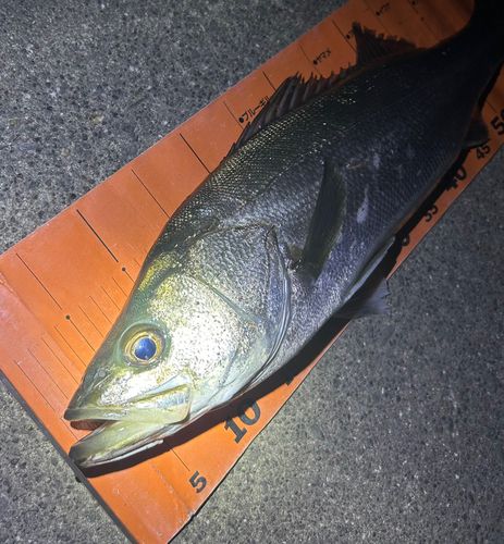 スズキの釣果