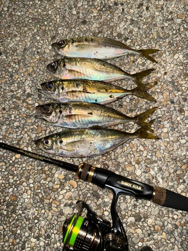 アジの釣果
