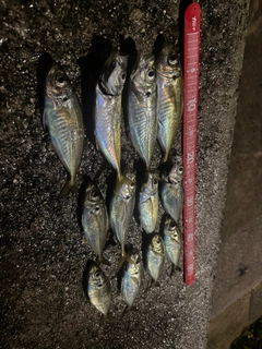 アジの釣果