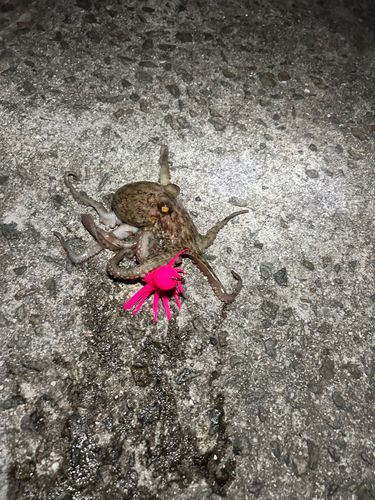 タコの釣果