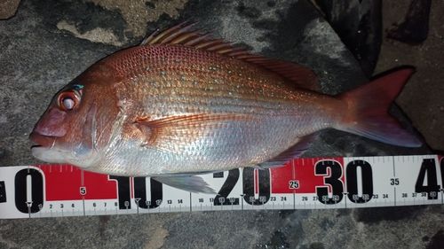 マダイの釣果