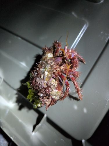 クリガニの釣果