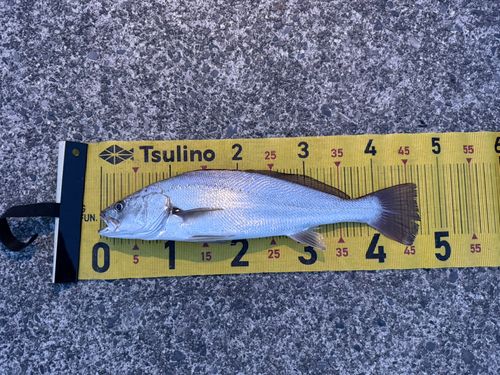 オオニベの釣果