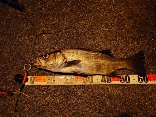 ヒラスズキの釣果