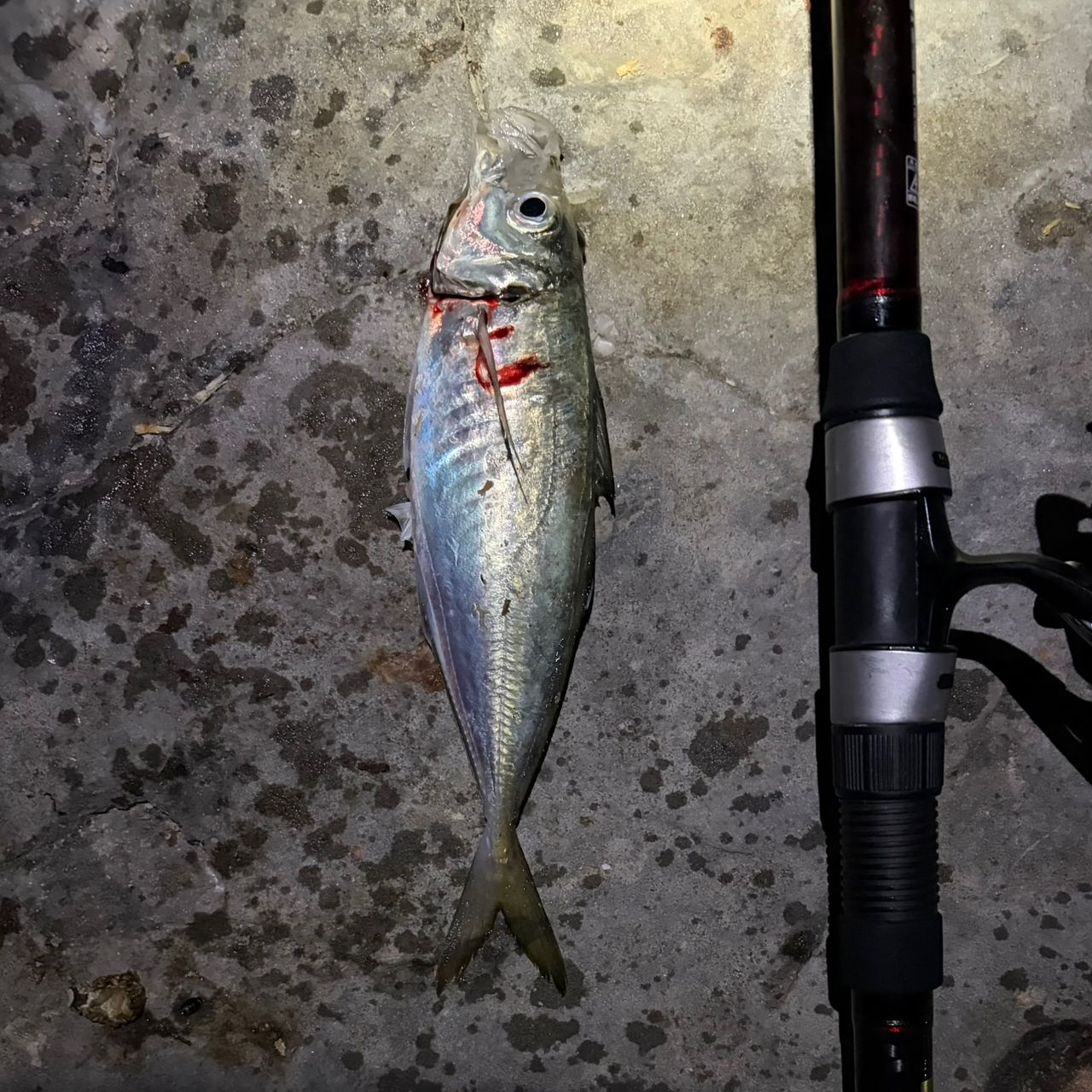 DAIWA 15リバティクラブ 磯風 3号-53遠投・Kの最安値・インプレ・釣果