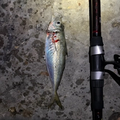 マアジの釣果