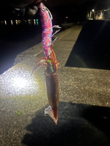 イカの釣果