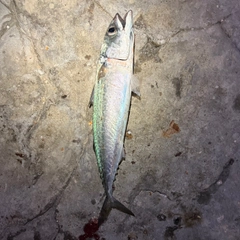 サバの釣果