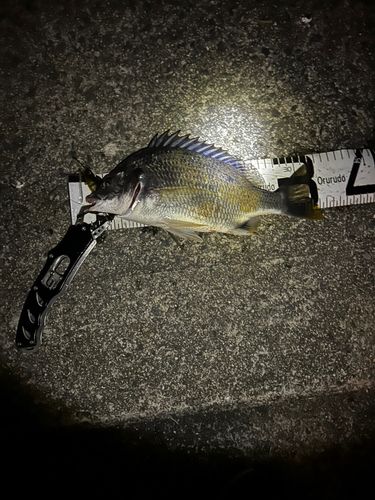 チヌの釣果