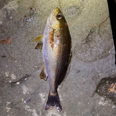 イサキの釣果