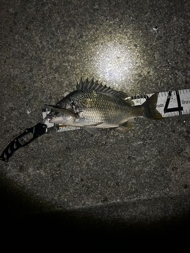 チヌの釣果