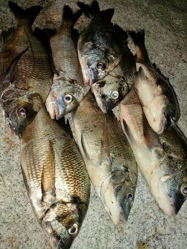 チヌの釣果