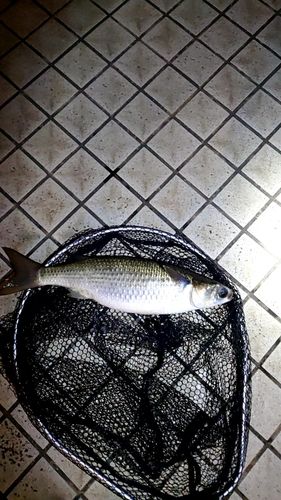 ボラの釣果
