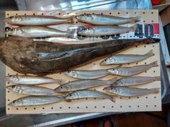 マゴチの釣果