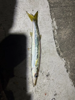 カマスの釣果