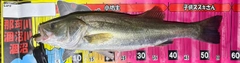フッコ（マルスズキ）の釣果