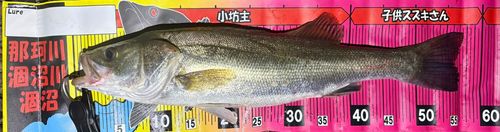 フッコ（マルスズキ）の釣果