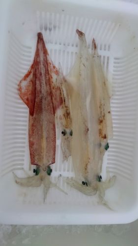 ヤリイカの釣果