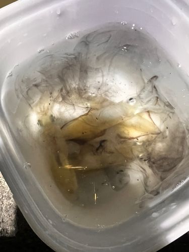 マメイカの釣果
