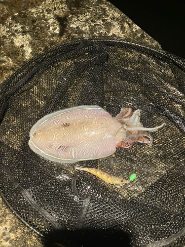 コウイカの釣果