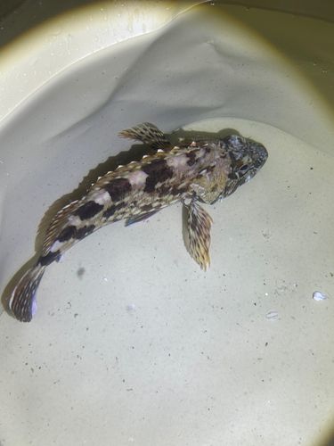 ガシラの釣果