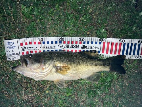 ブラックバスの釣果