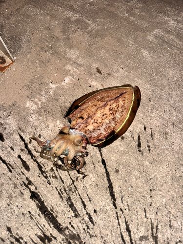 モンゴウイカの釣果