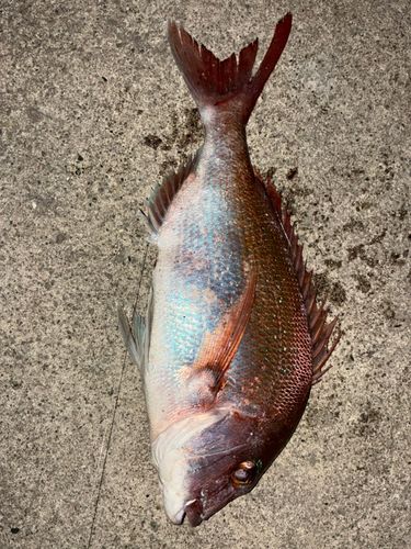 マダイの釣果