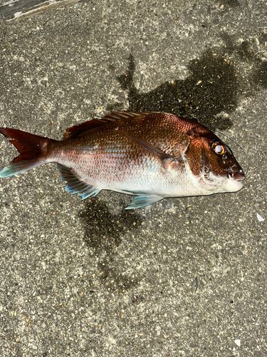 マダイの釣果