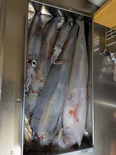 ケンサキイカの釣果